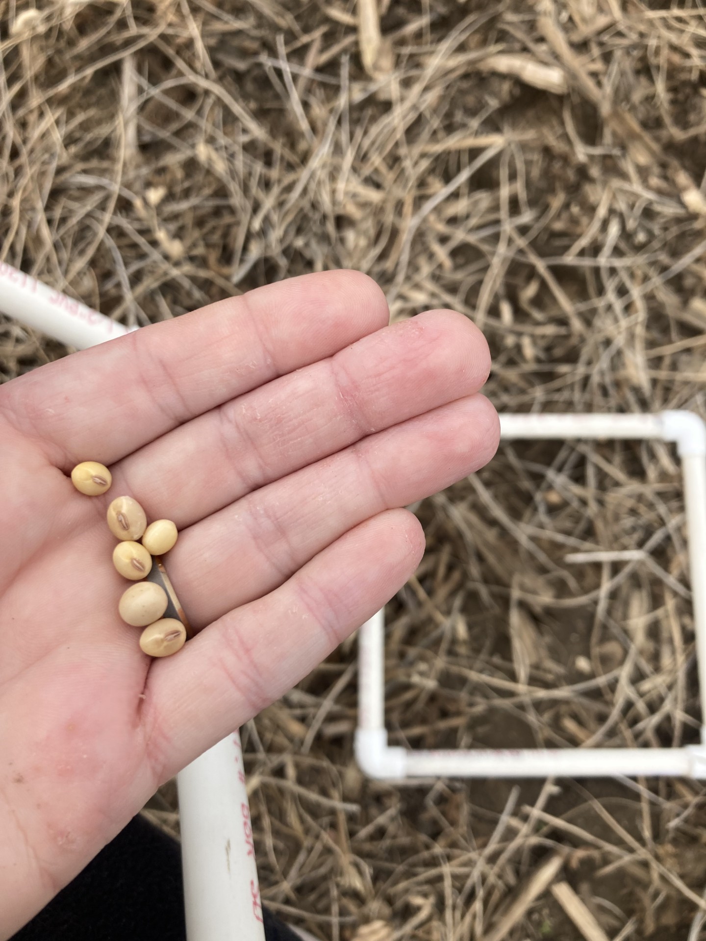 Header loss frame plus beans.jpg